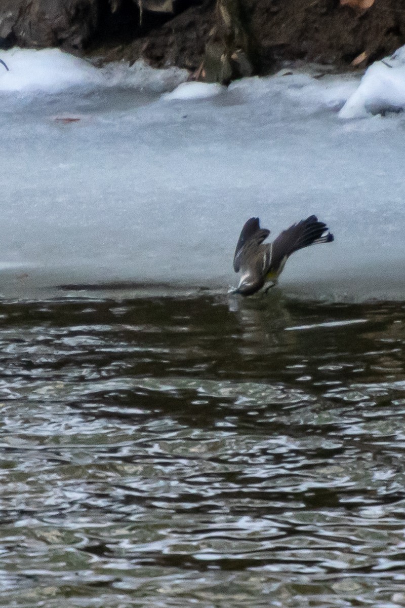 Yellow-rumped Warbler - ML647102124