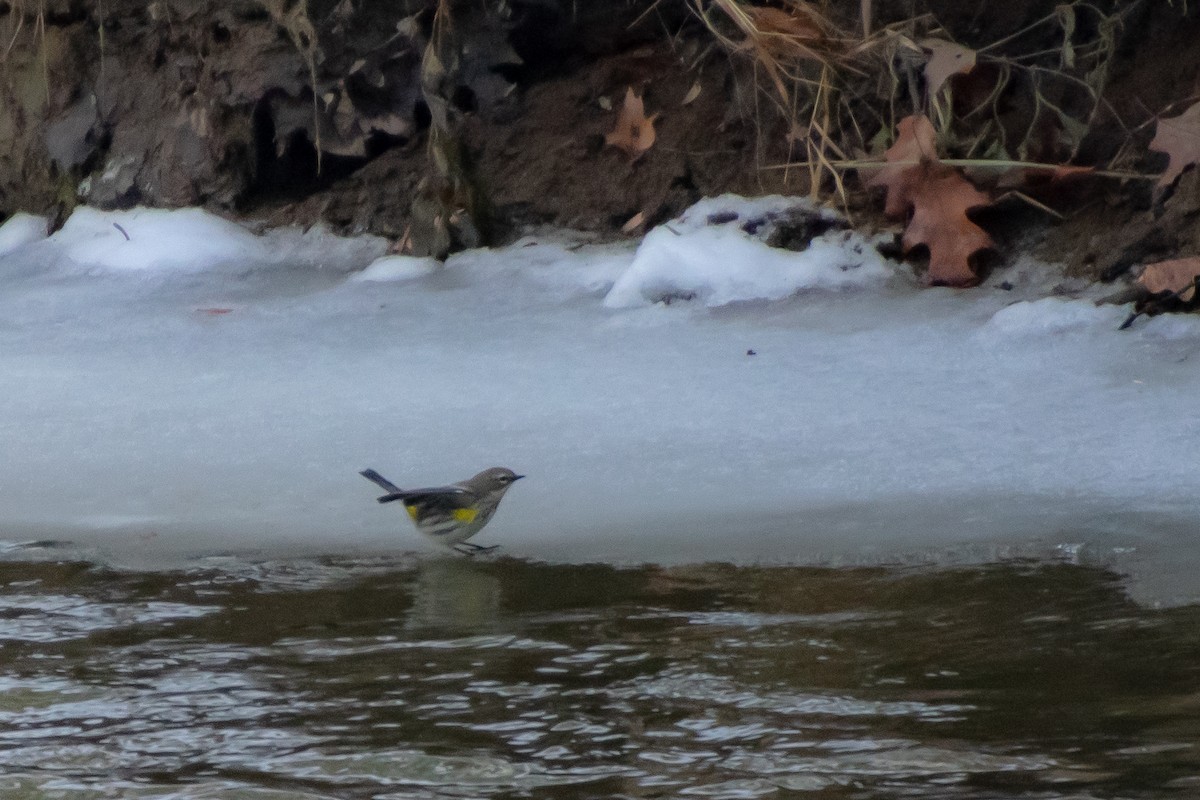 Yellow-rumped Warbler - ML647102125