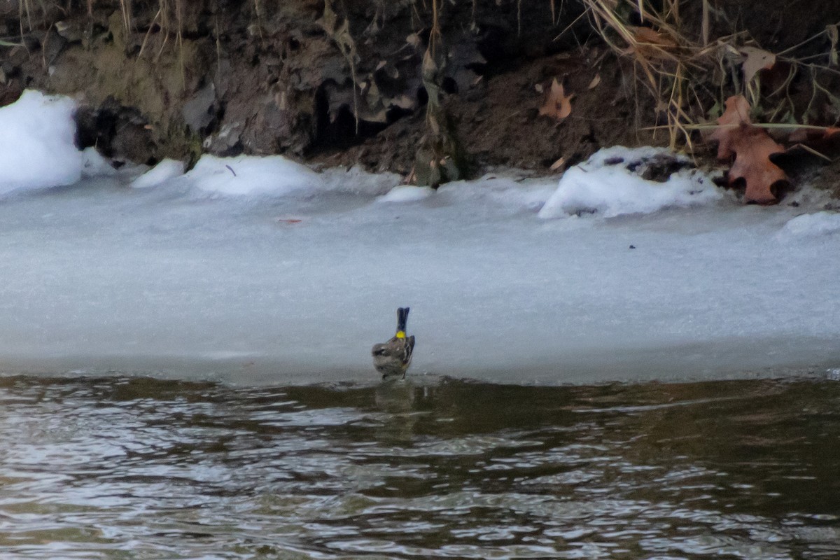 Yellow-rumped Warbler - ML647102126