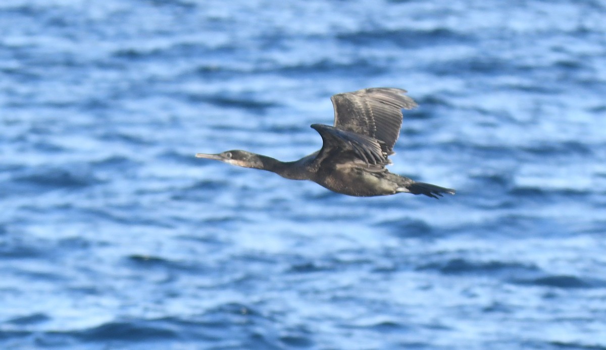 Brandt's Cormorant - ML647102127