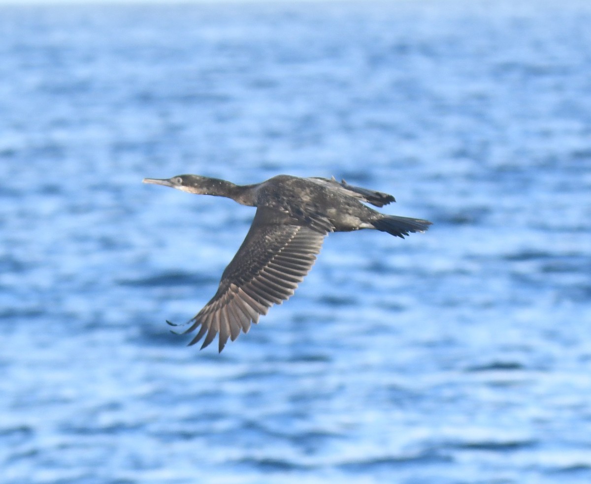 Brandt's Cormorant - ML647102128