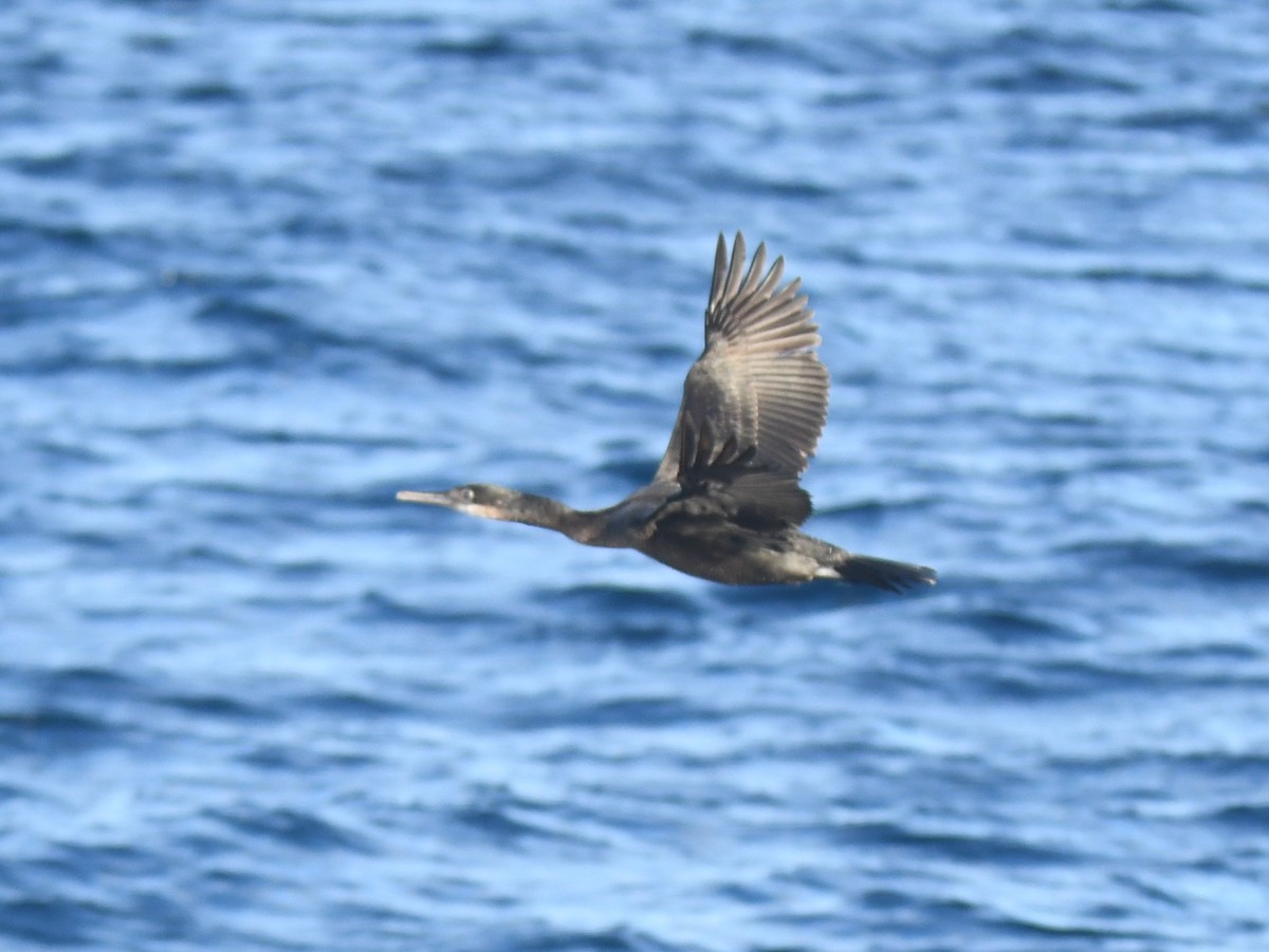 Brandt's Cormorant - ML647102129
