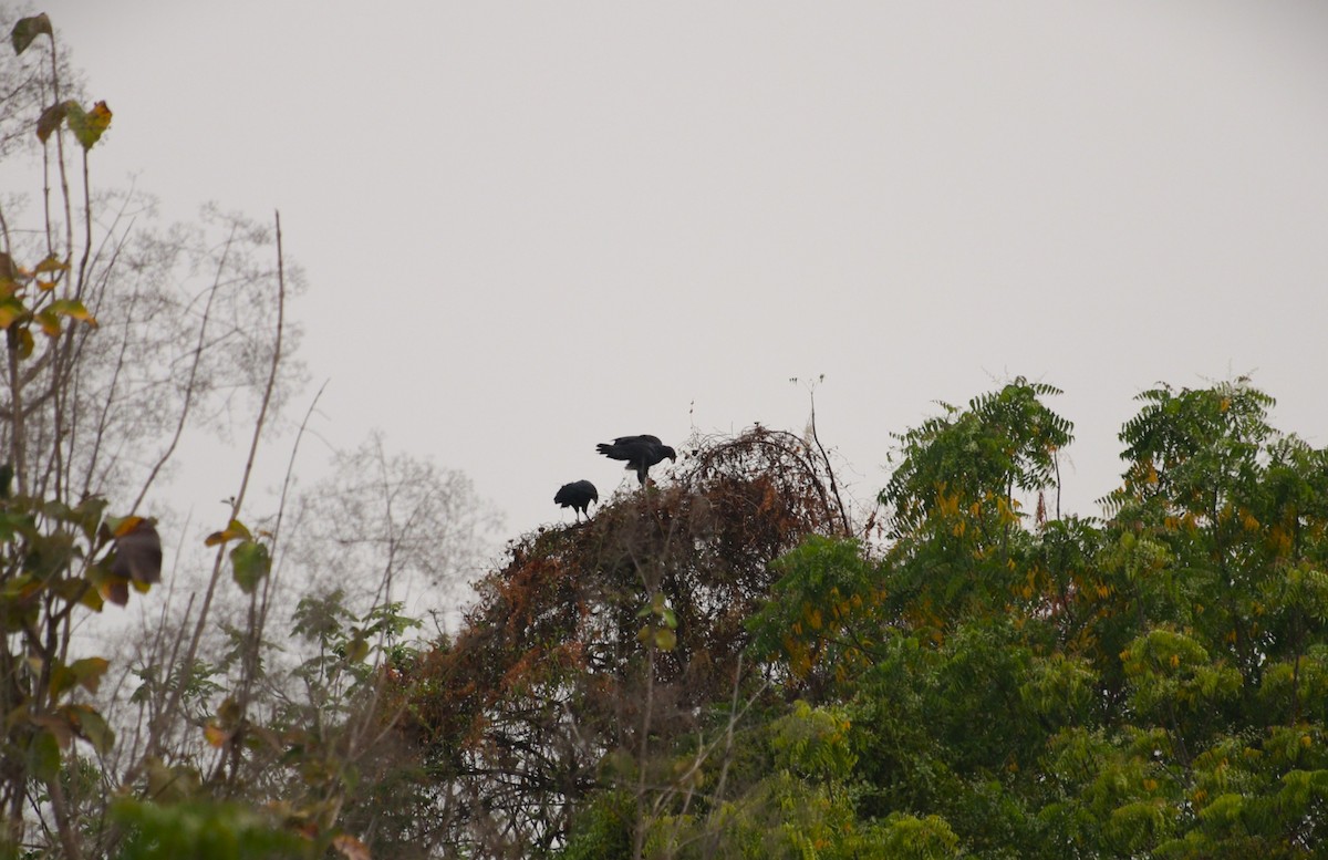Great Black Hawk - ML647102130
