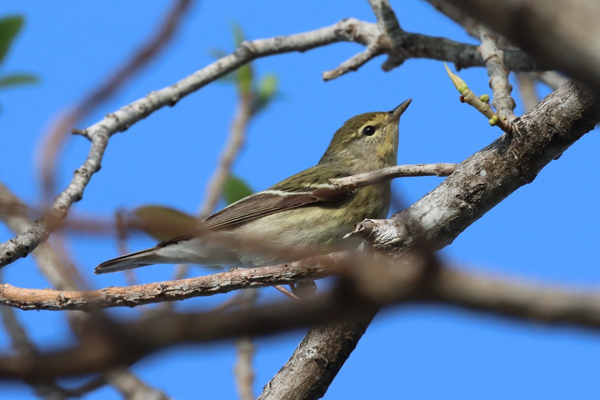 Blackpoll Warbler - ML647102131