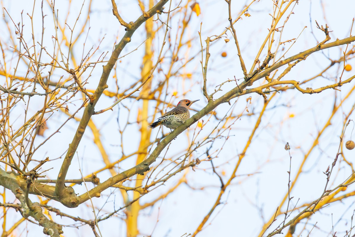 Northern Flicker - ML647102132