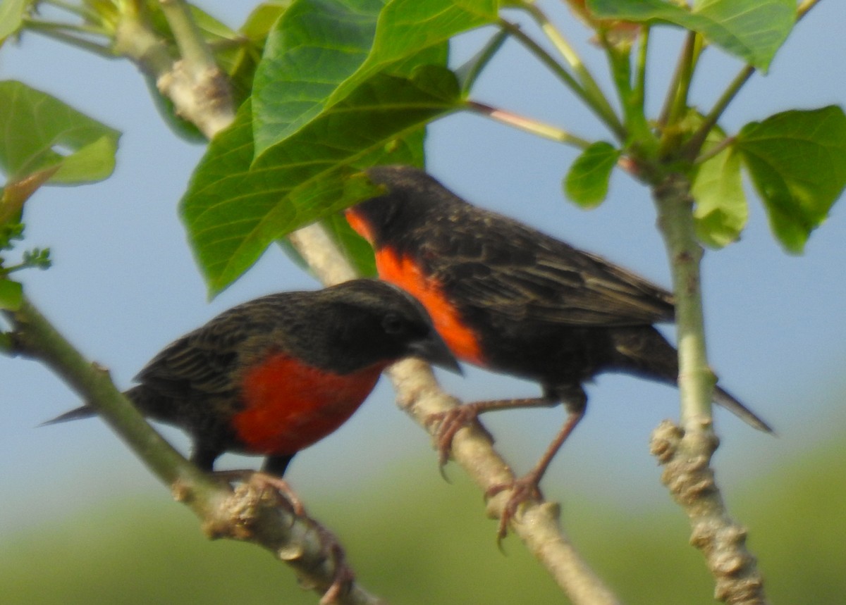 Red-breasted Meadowlark - ML647102133