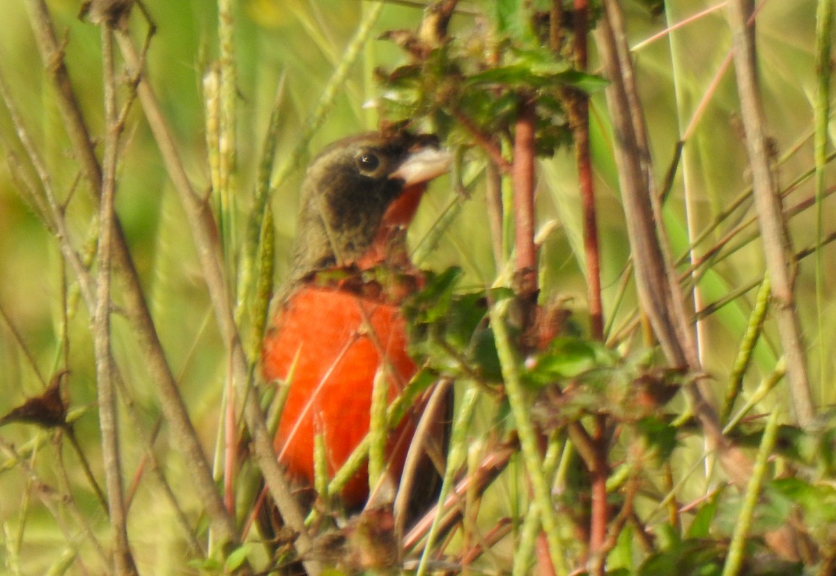 Red-breasted Meadowlark - ML647102134