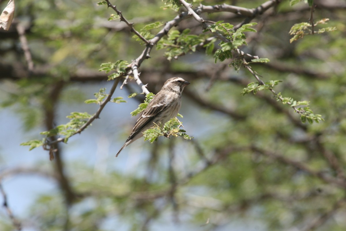 Reichenow's Seedeater - ML647102135