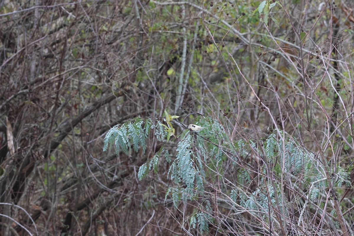 Yellow-rumped Warbler - ML647102136