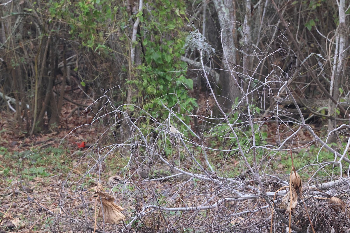 Yellow-rumped Warbler - ML647102137