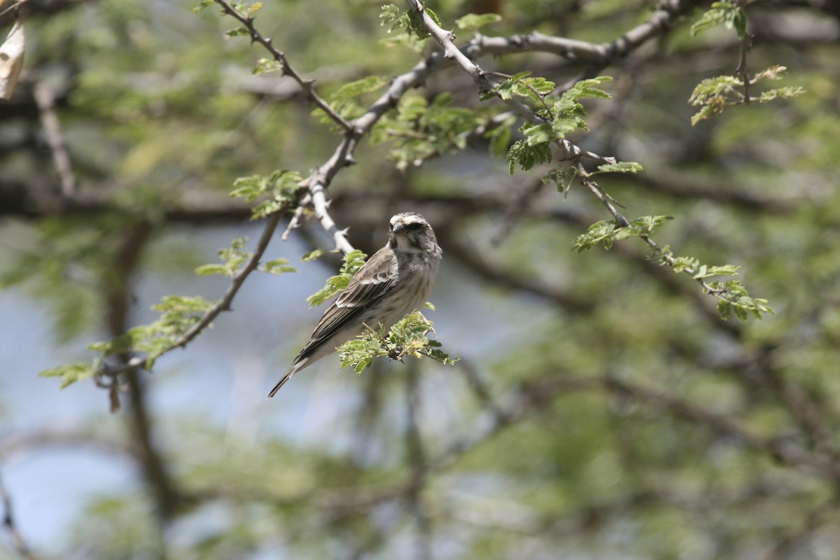 Reichenow's Seedeater - ML647102139