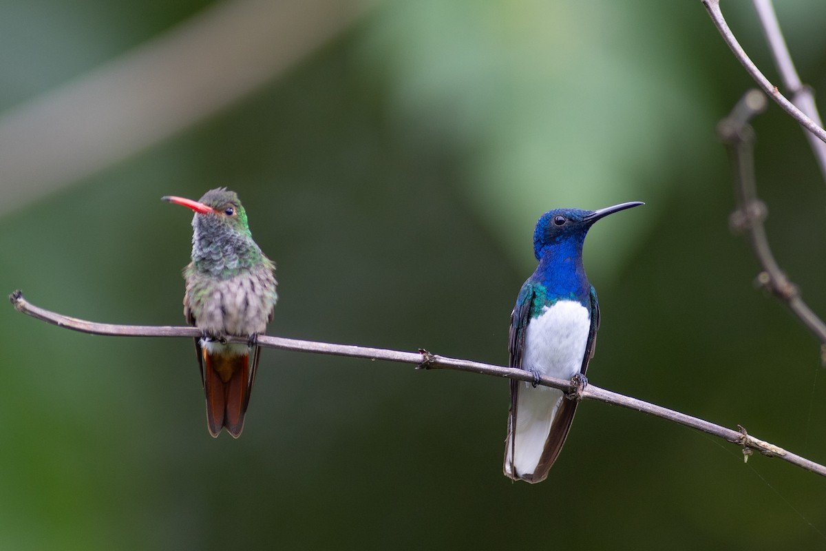 Rufous-tailed Hummingbird (Rufous-tailed) - ML647102140