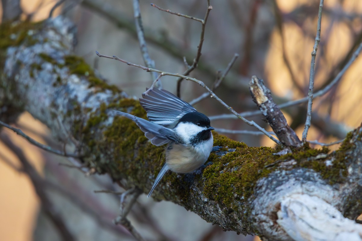 Black-capped Chickadee - ML647102141