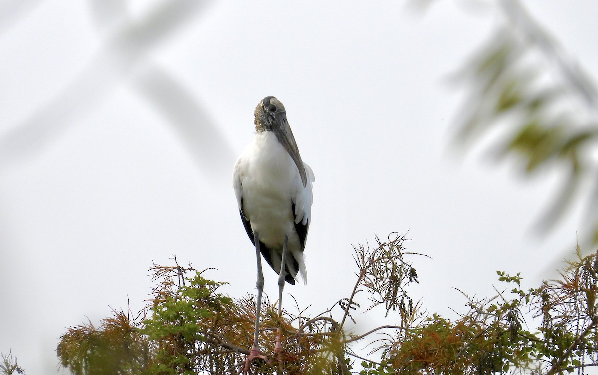 Wood Stork - ML647102142