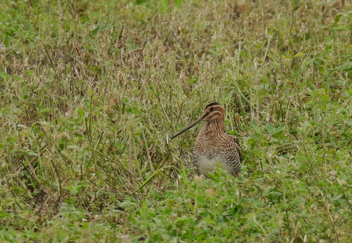 Wilson's Snipe - ML647102143