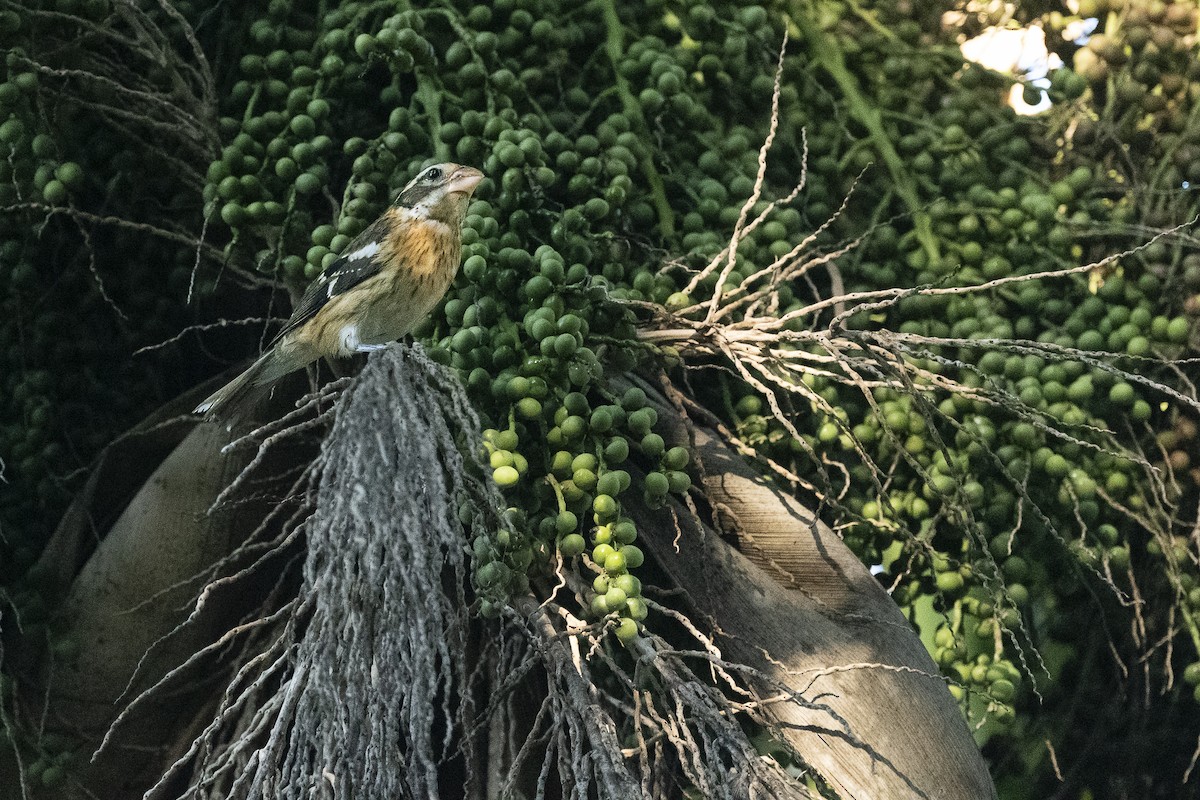 Rose-breasted Grosbeak - ML647102145