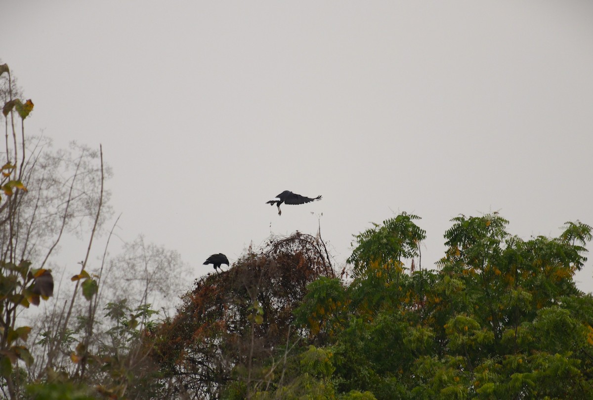 Great Black Hawk - ML647102147