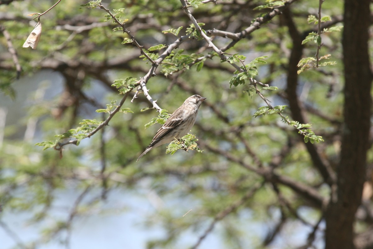 Reichenow's Seedeater - ML647102148