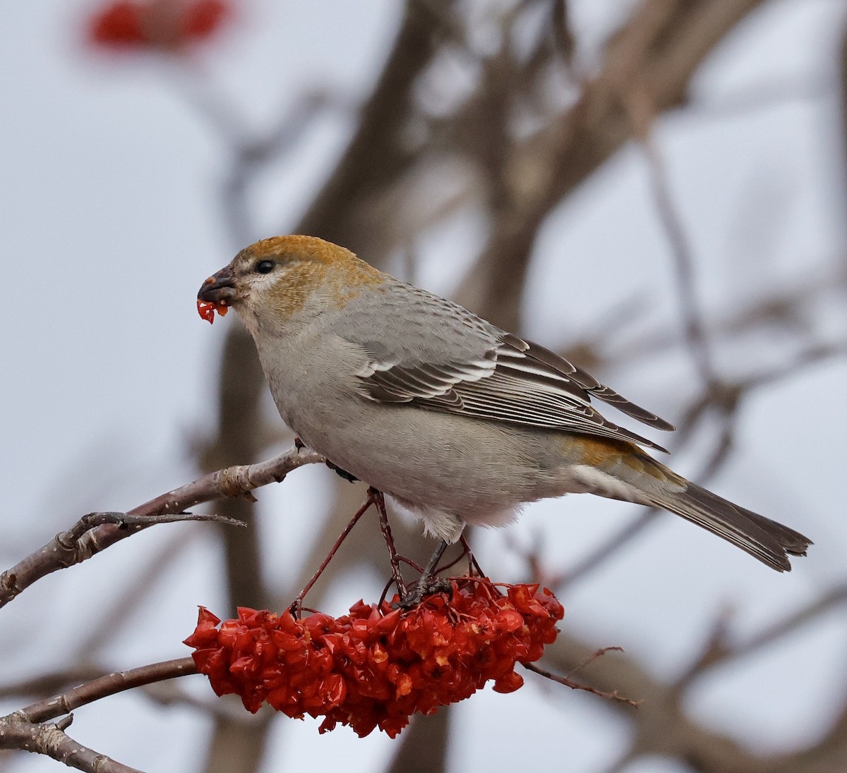 Pinu-gailupa - ML647102149