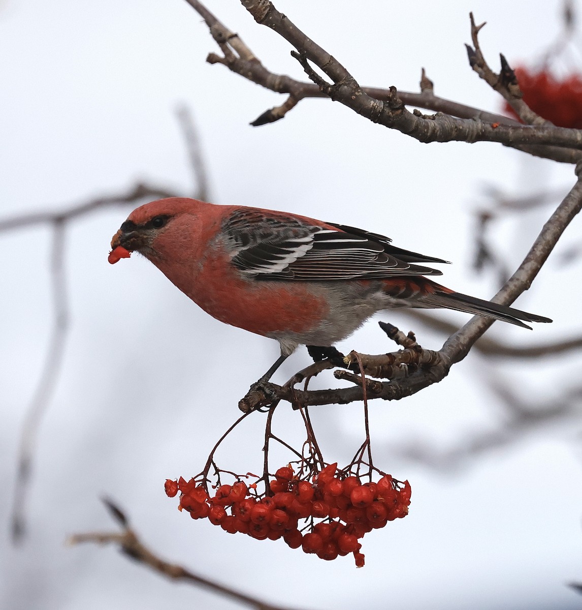 Pinu-gailupa - ML647102150