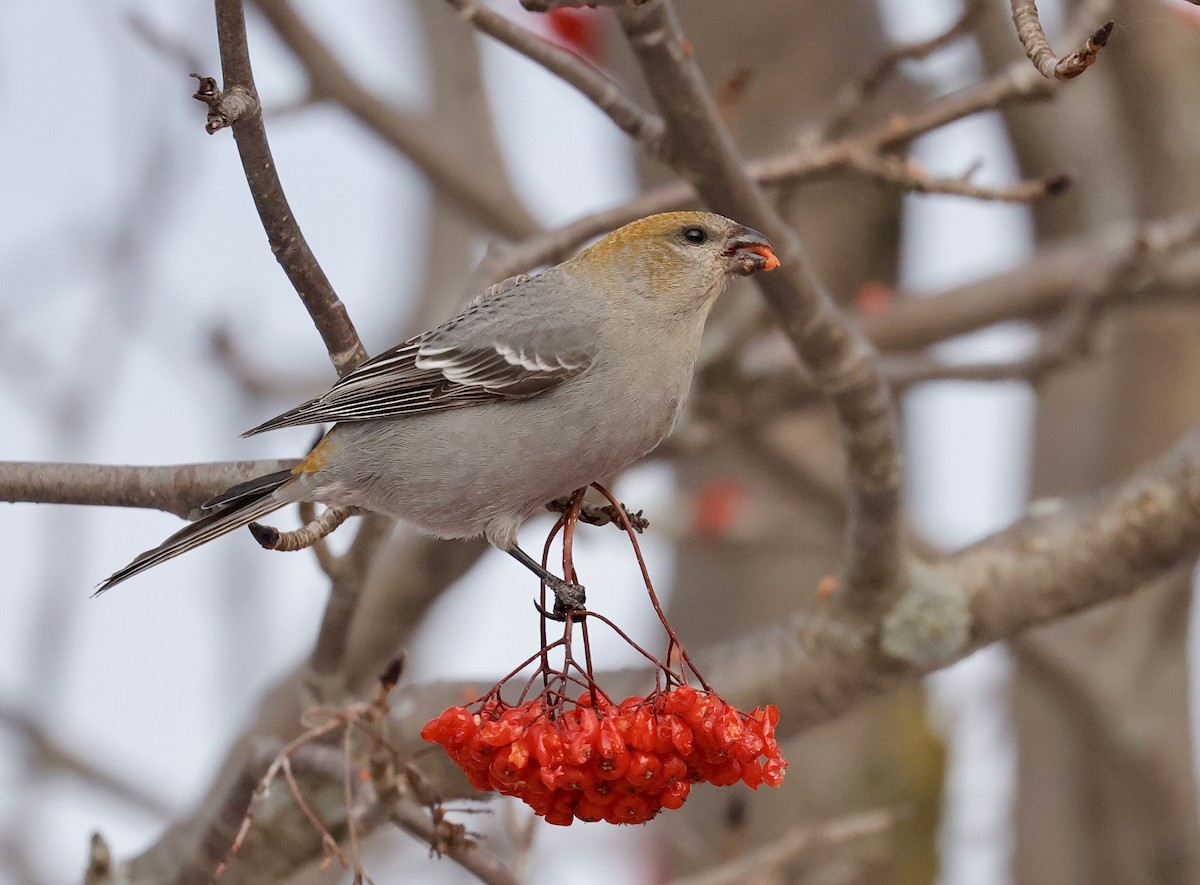 Pinu-gailupa - ML647102151