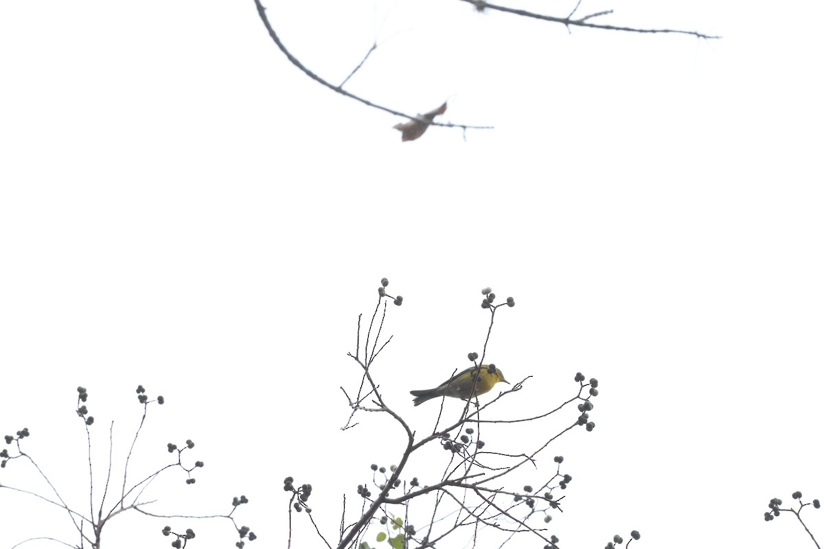 Pine Warbler - ML647102152