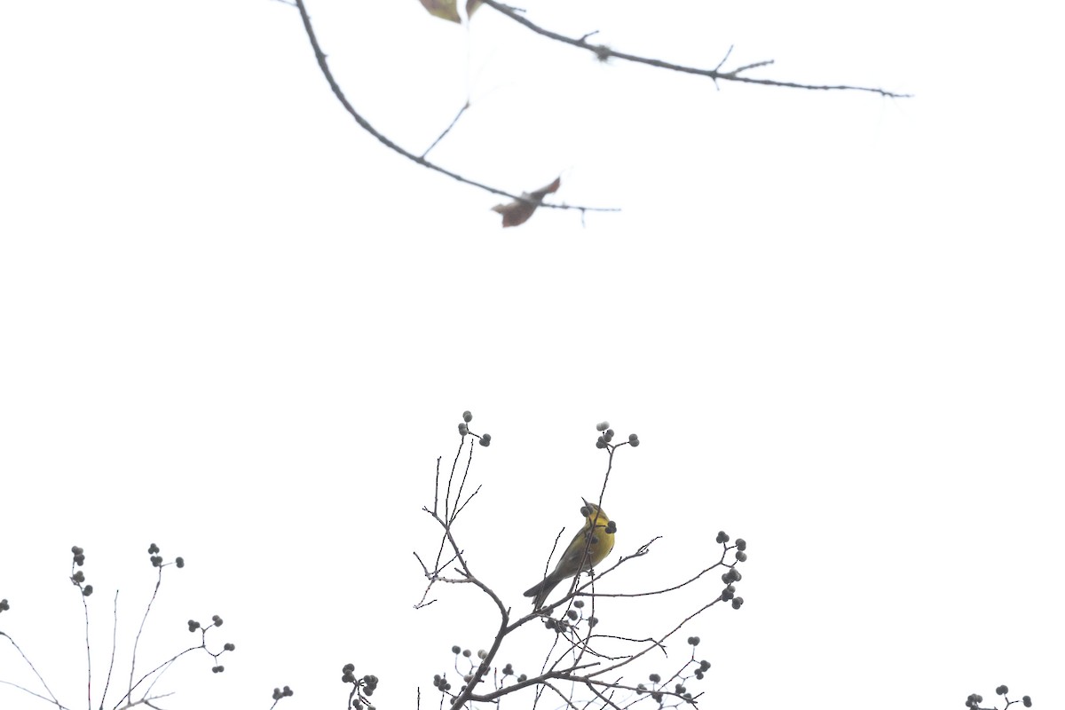 Pine Warbler - ML647102153