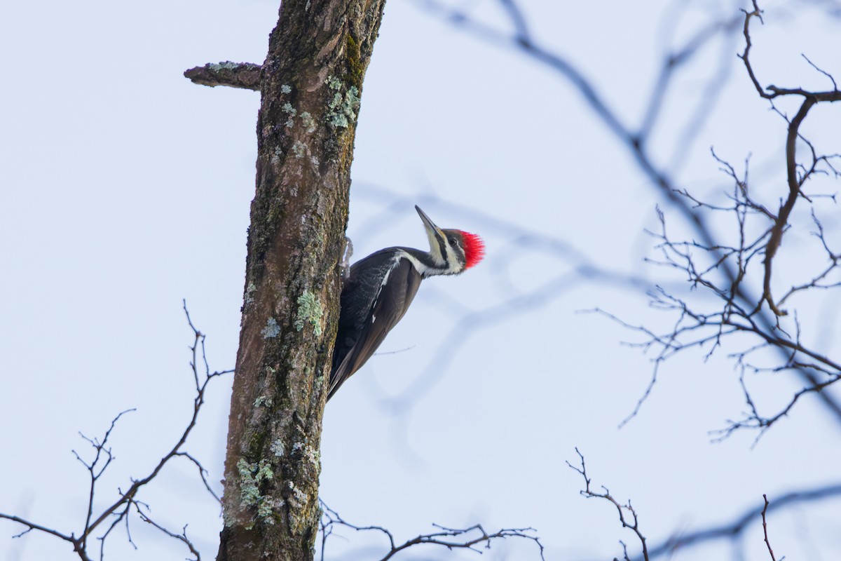 hvitbrynsvartspett - ML647102162