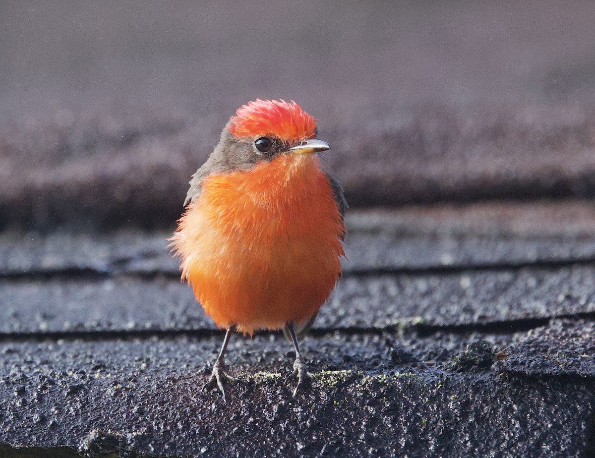 Brujo Flycatcher (Galapagos) - ML647102165