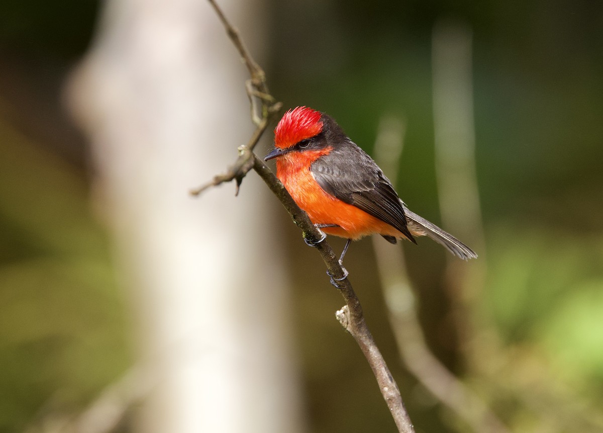 Brujo Flycatcher (Galapagos) - ML647102177