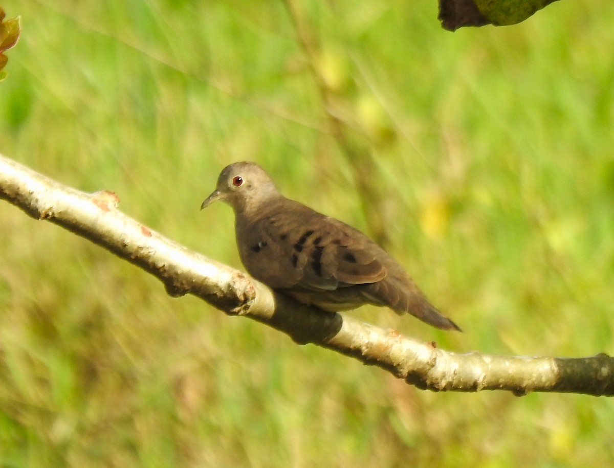 Plain-breasted Ground Dove - ML647102178