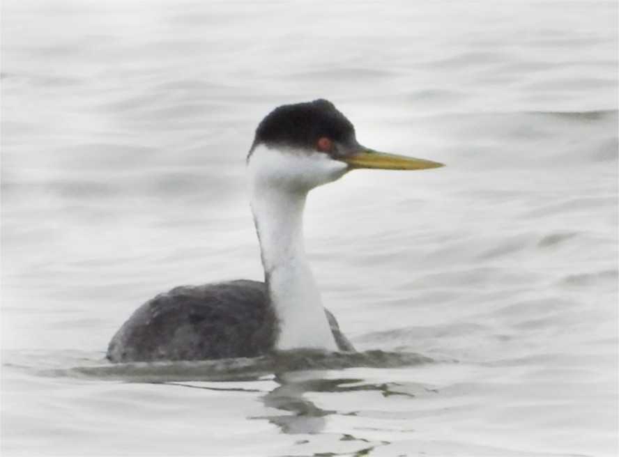Western Grebe - ML647102179