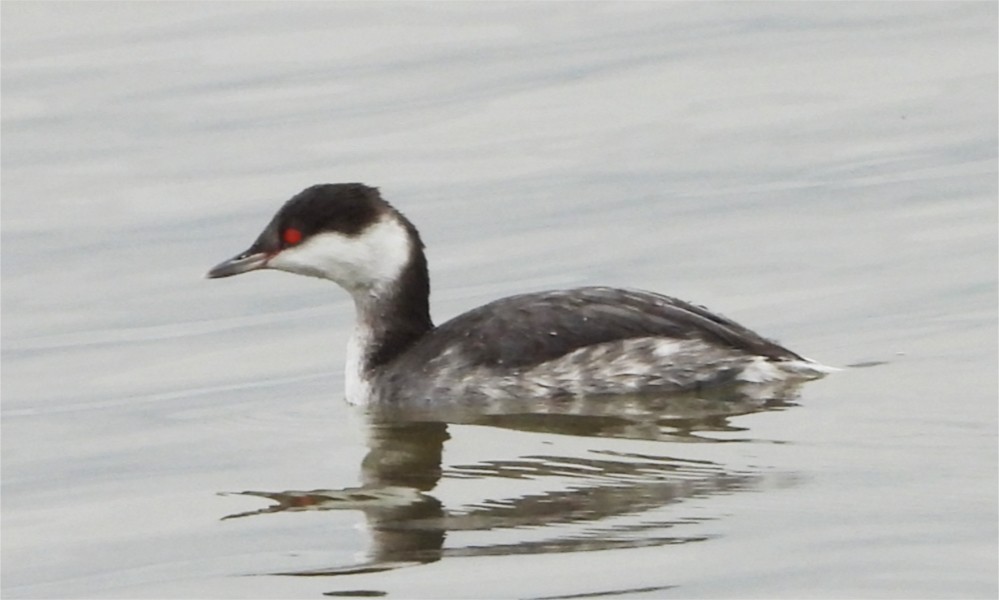 Horned Grebe - ML647102182