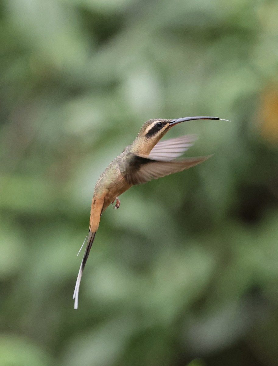 Ermite de Prêtre - ML647102183