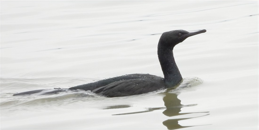 Pelagic Cormorant - ML647102186