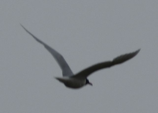 Mediterranean Gull - ML647102187