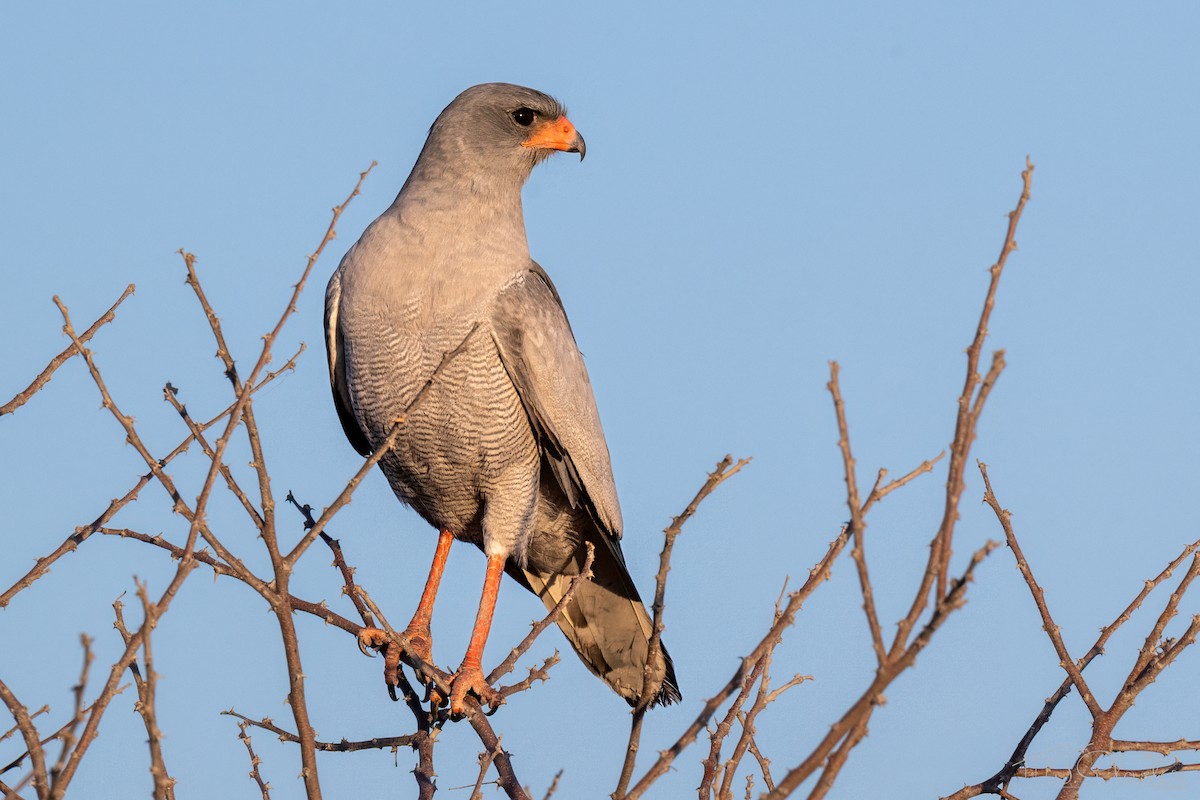 Silbersinghabicht - ML647102191