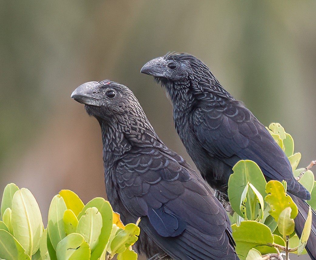 Smooth-billed Ani - ML647102192