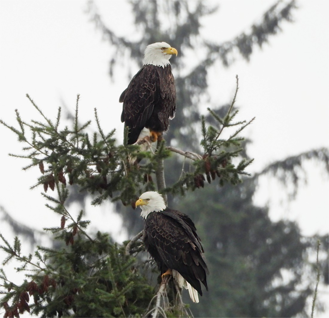 Bald Eagle - ML647102198