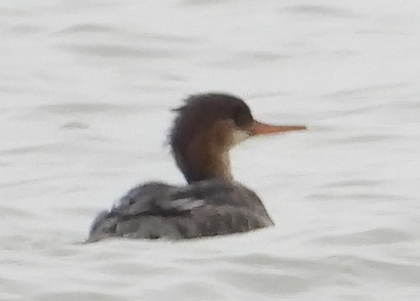 Red-breasted Merganser - ML647102215