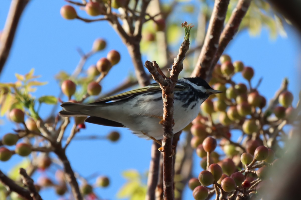 Blackpoll Warbler - ML647102218