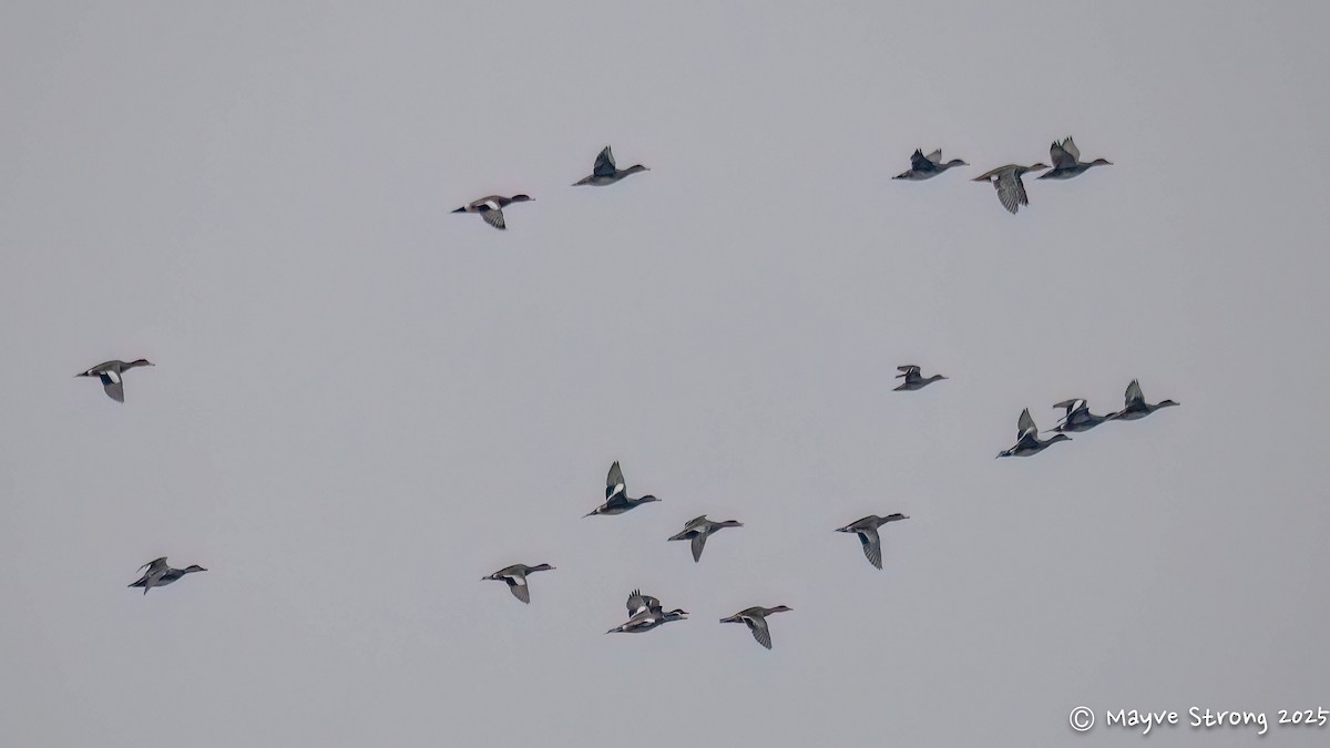 Mestolone - ML647102219