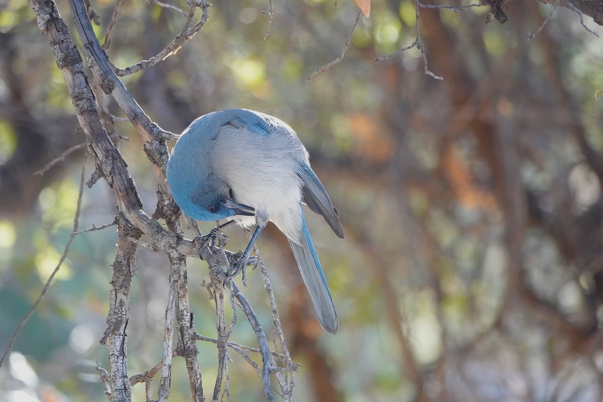 Сойка сіровола - ML647102220