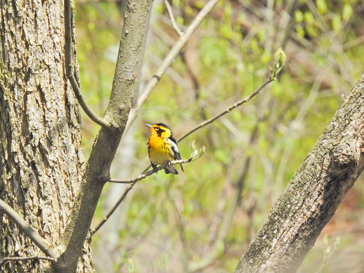 Fichtenwaldsänger - ML647102221