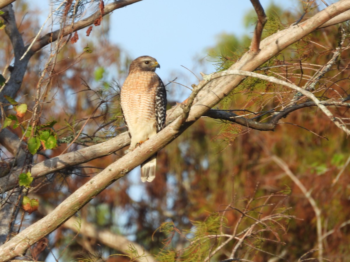 Rotschulterbussard - ML647102223