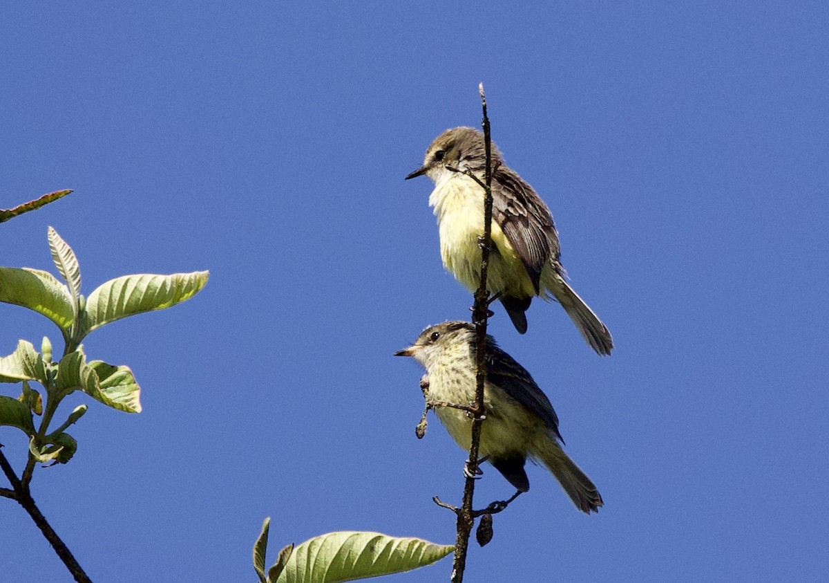 Galápagostyrann (nanus) - ML647102224