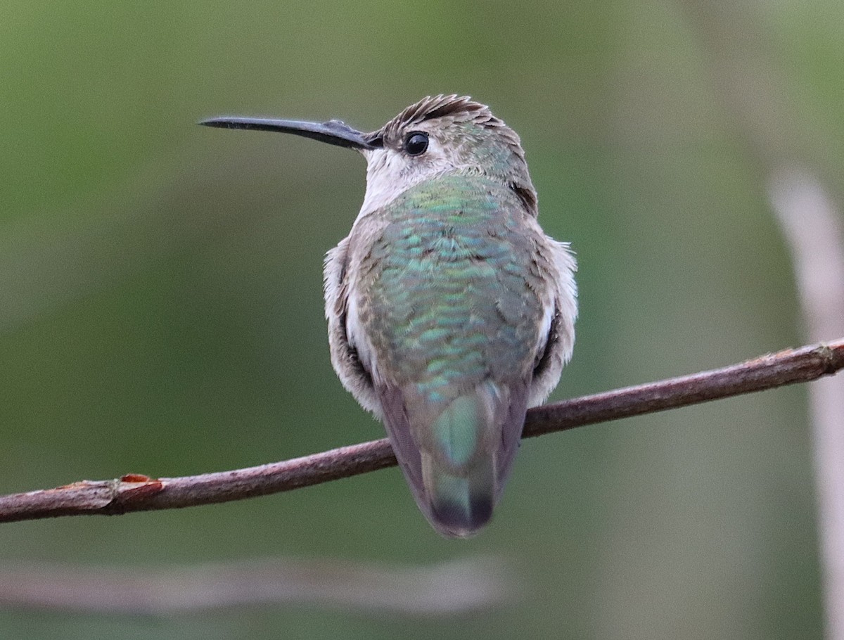 Schwarzkinnkolibri - ML647102225