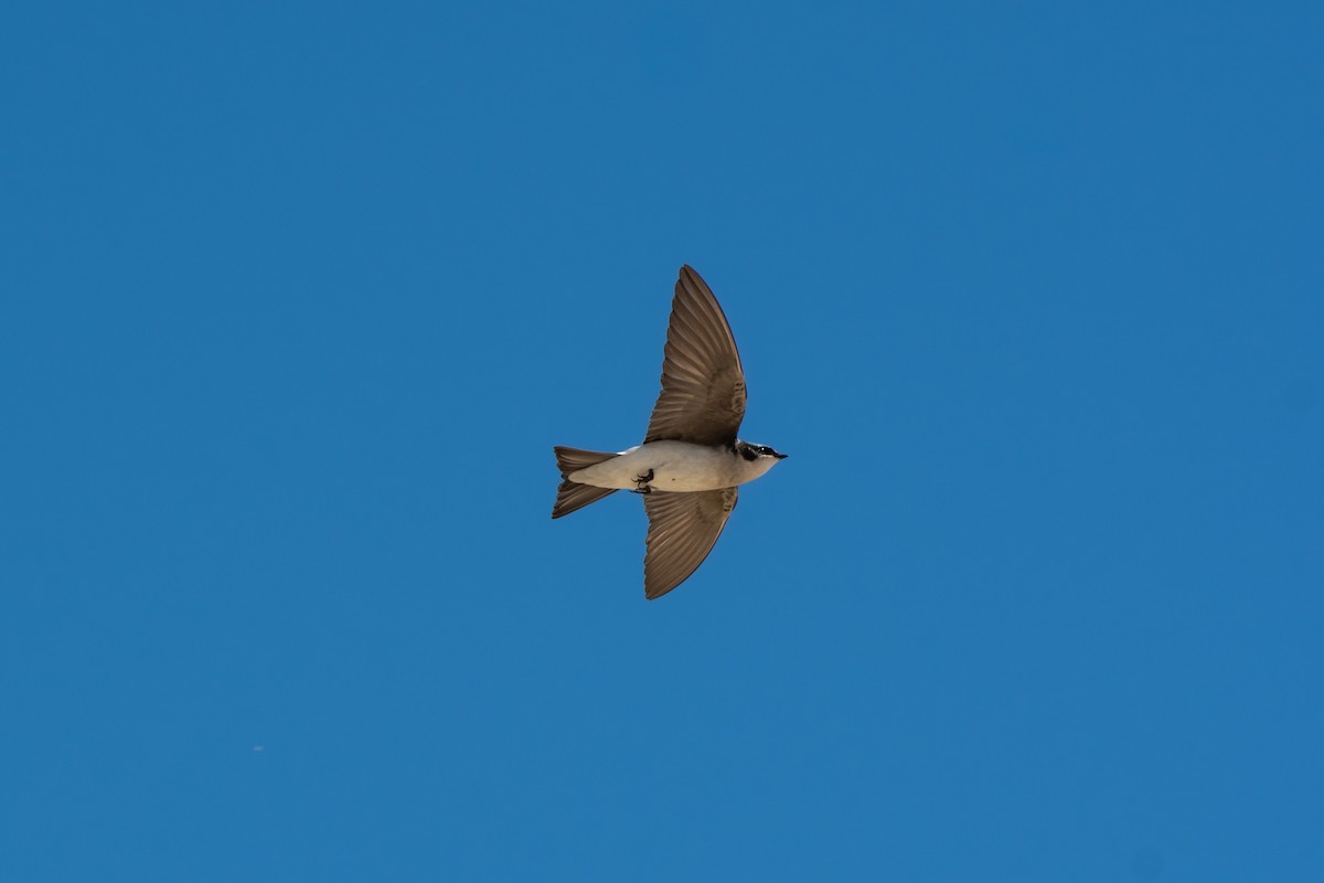 Sumpfschwalbe - ML647102226