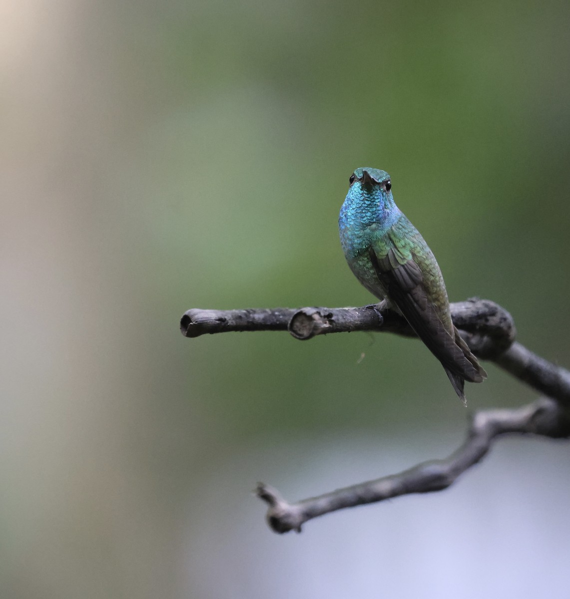 Glanzamazilie - ML647102227