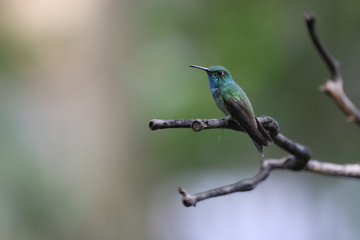 Glanzamazilie - ML647102228